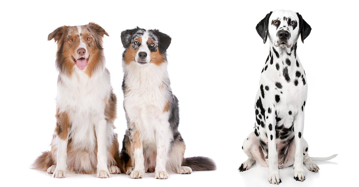 Australian Shepherd Dalmatian Mix: Is This The Right Dog For You?