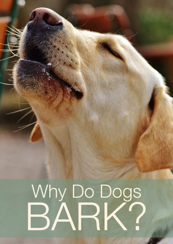 What Do Dog Barks Mean - Fascinating Facts About Dog Language