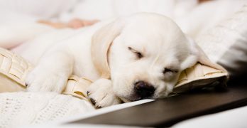 best dog beds for labs header