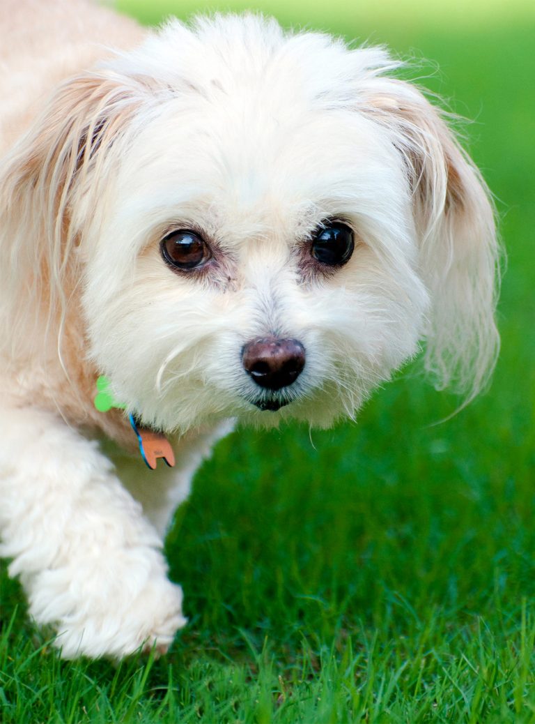 Best Dog Food for Maltipoo puppies, dogs and seniors