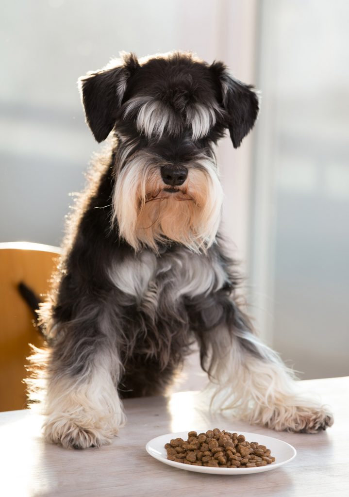 Best Food for a Miniature Schnauzer