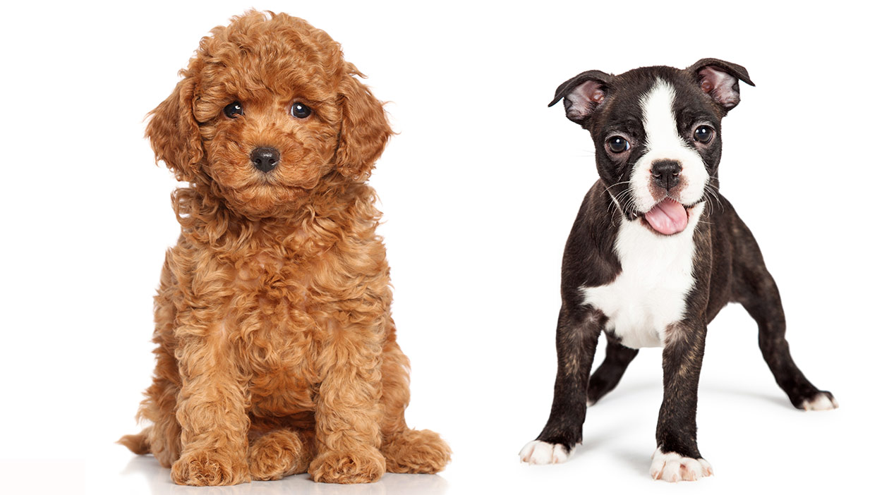 Guide To The Bossi Poo: Boston Terrier Poodle Mix