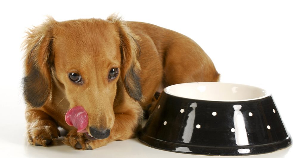 Can Dogs Have Cheerios For Breakfast Too Let s Find Out