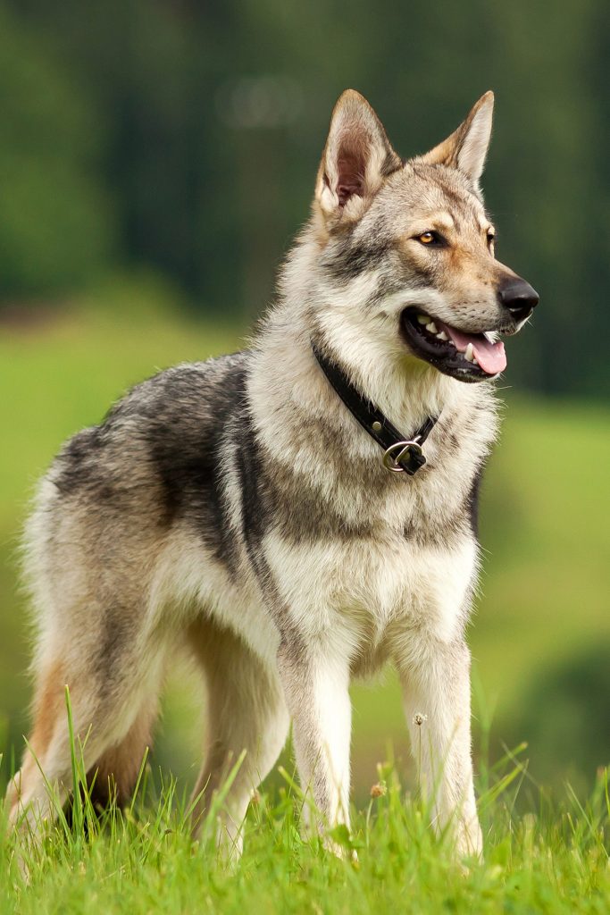 Czechoslovakian Wolfdog - Your Guide To A Really Wild Pet