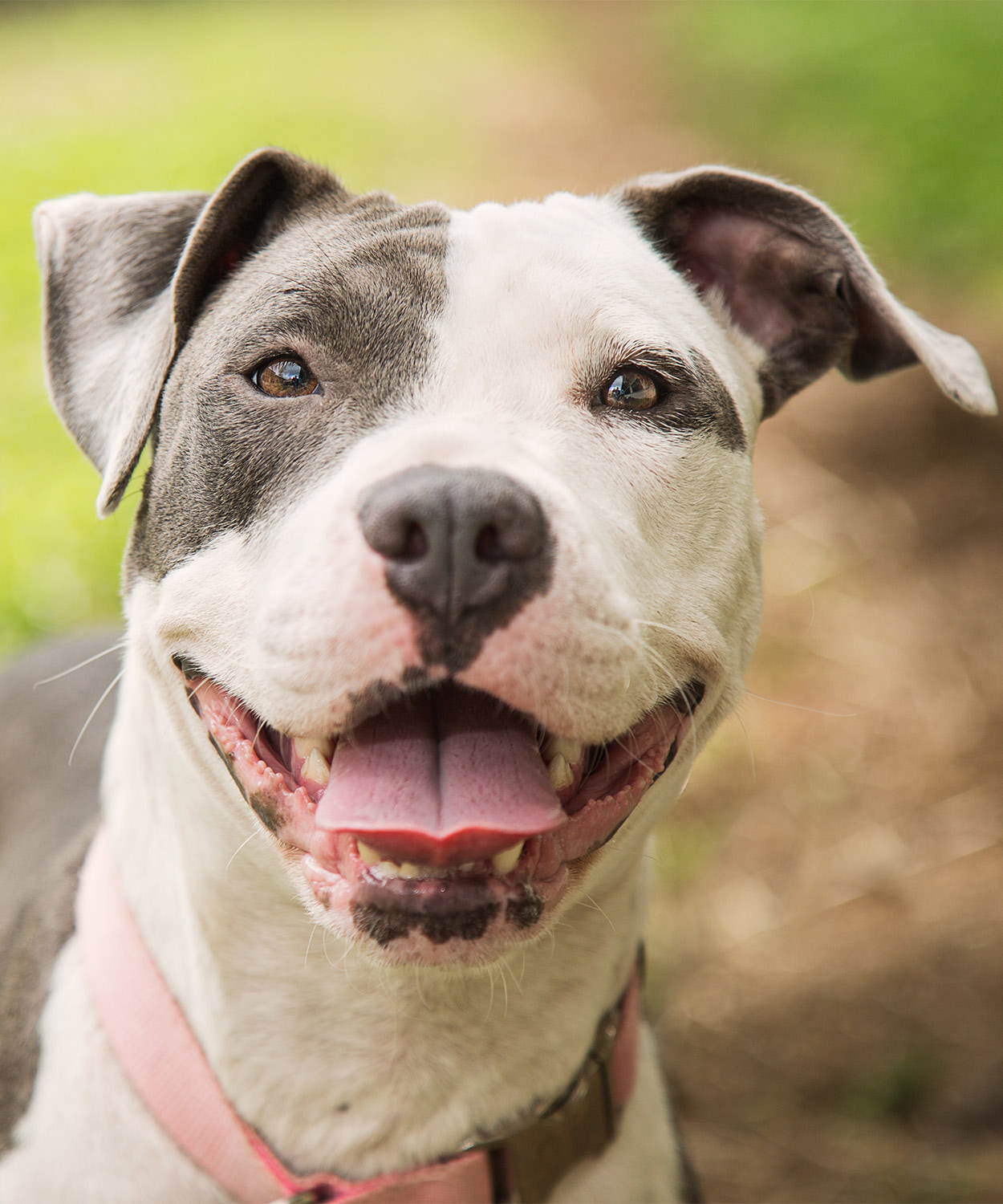 busy toys for pitbulls