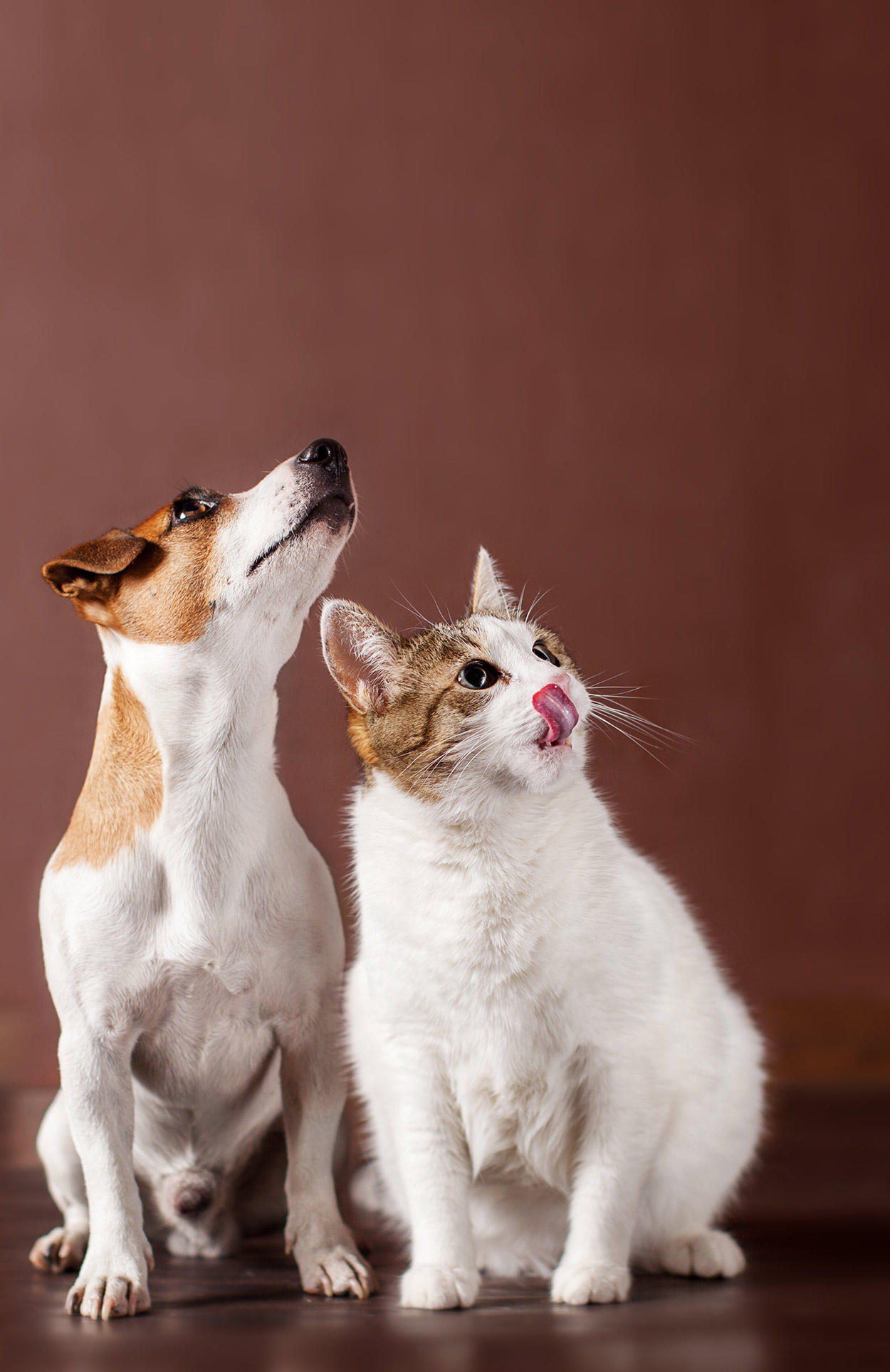 dogs and catnip toys