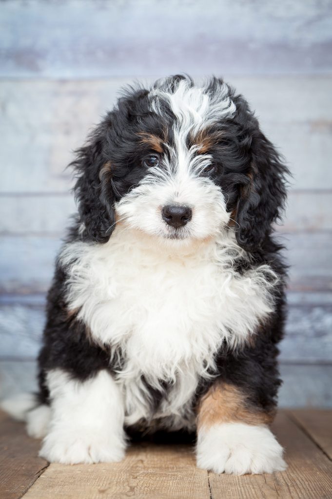 Bernedoodle - The Bernese Mountain Dog Poodle MIx