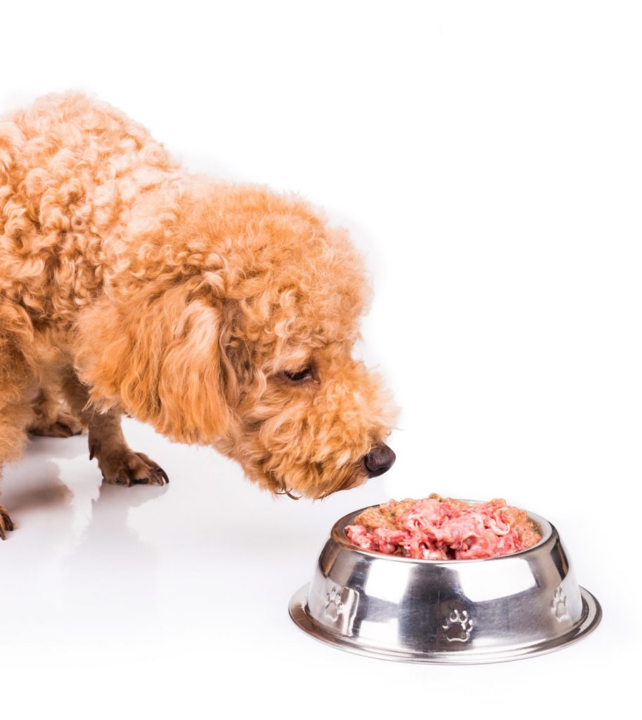 can dogs eat lean pork