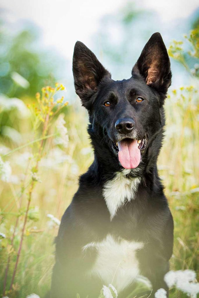 The Shollie The Clever German Shepherd Border Collie Mix