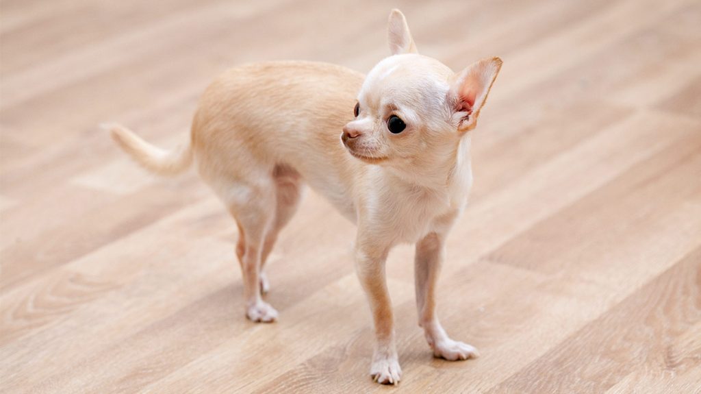 Teacup Chihuahua Is This Tiny Pup The Perfect Pet For You?