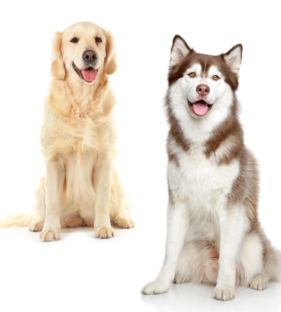 Husky Golden Retriever Mix: Unusual Cross or Killer Combination?